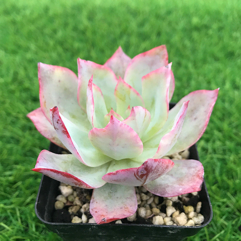 多肉植物蓝光三仙满额包邮故事奇趣进口进口品多肉植物