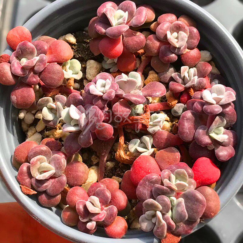 满额包邮多红霜含盆新手四季好养萌肉防辐射盆栽多肉植物