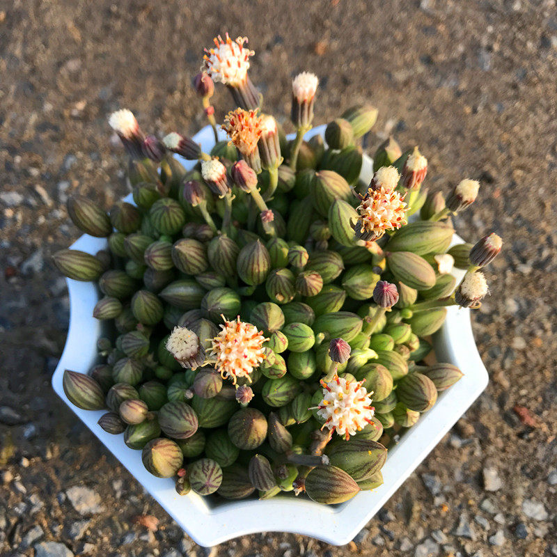 满额西瓜室内桌面防辐射含盆佛珠包邮多童子金童子多肉植物