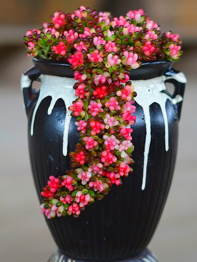 包邮多肉植物红心彩色浆果锦栽好发货