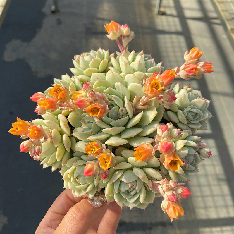 多肉植物静夜船长开花型庭院春季容易养护甲醛多肉植物