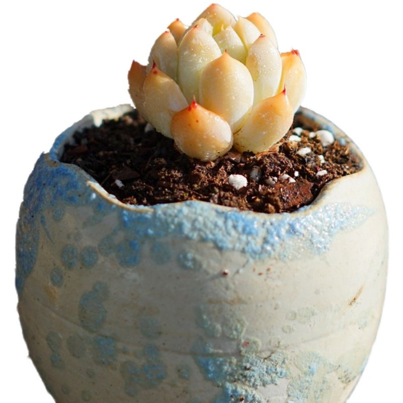 多肉植物控样黄沙月影净化空气趣味防辐射窗台老桩多肉植物