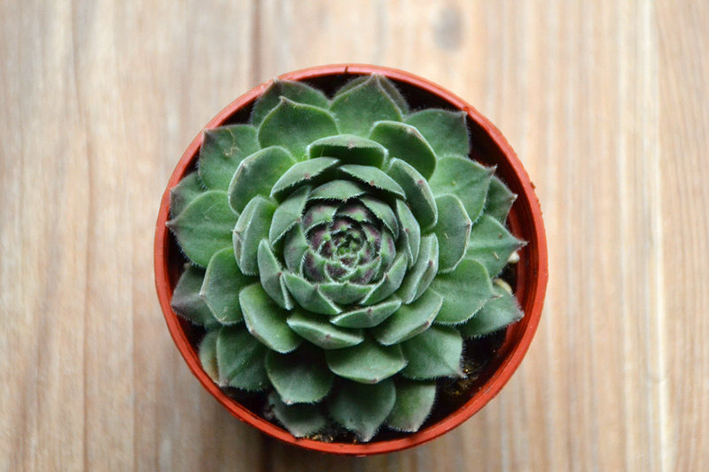 多肉植物【芙蓉卷娟】叶片已出红色 品相较好奇趣植物 多肉故事馆