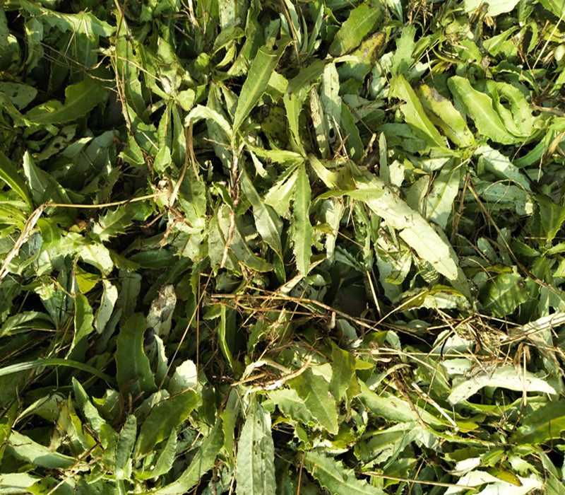 扬州新鲜小蓟野生刺菜小蓟草刺儿菜 刺角芽 野刺菜根另售纯小蓟根