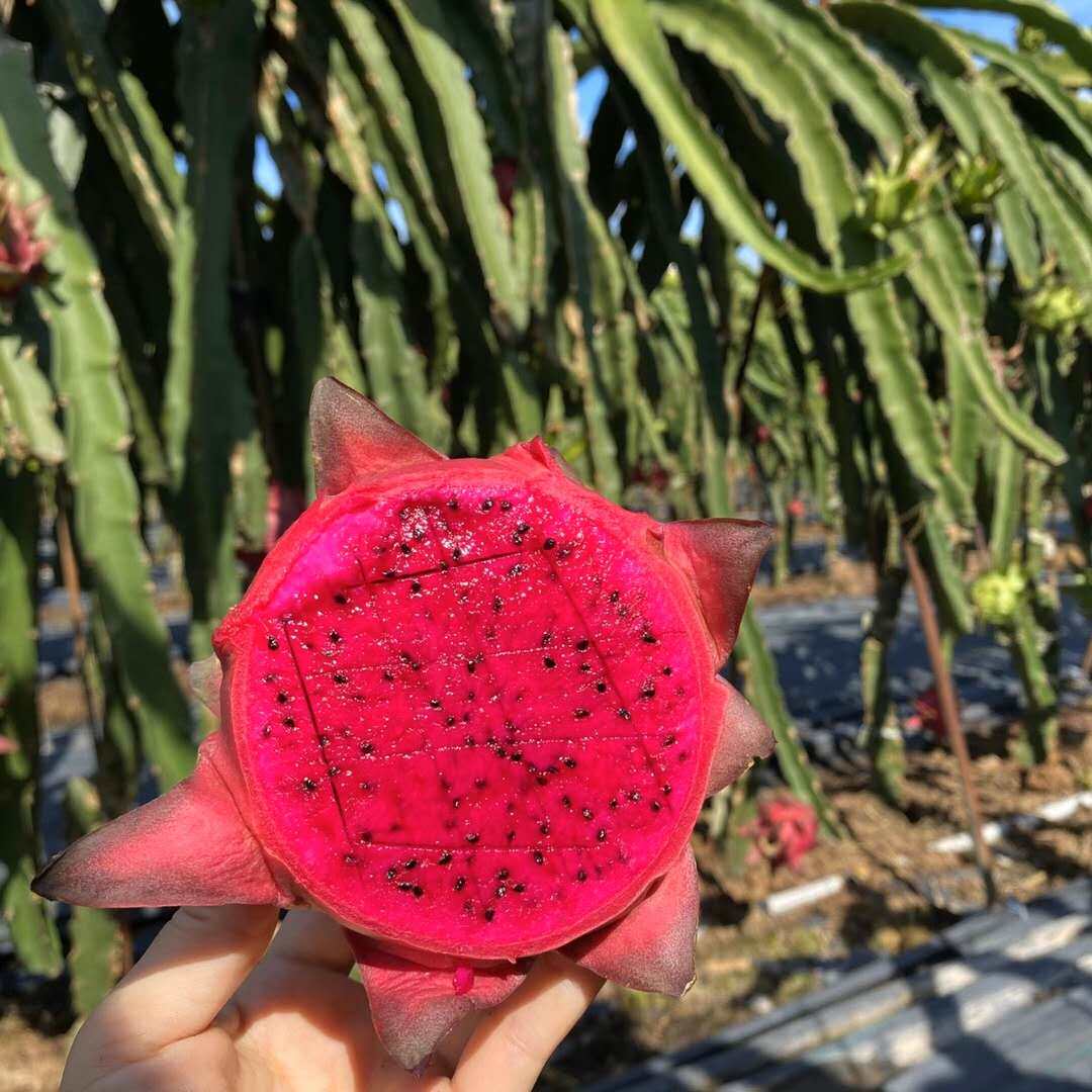 火龙果台湾红心蜜宝大红软籽新鲜水果现摘现发火龙果