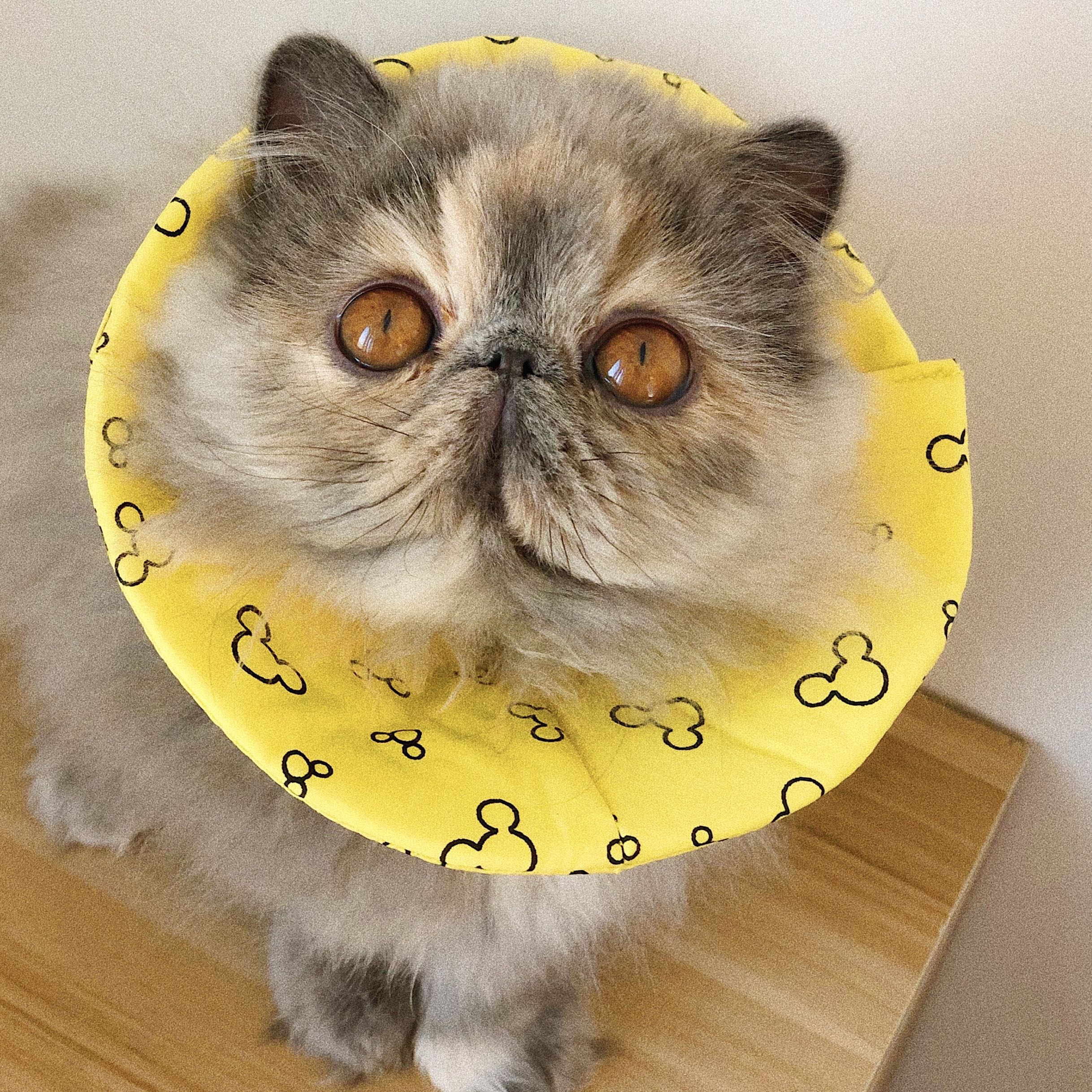 伊丽莎白猫咪项圈防舔圈幼猫专用婴儿初生宠物头罩项圈