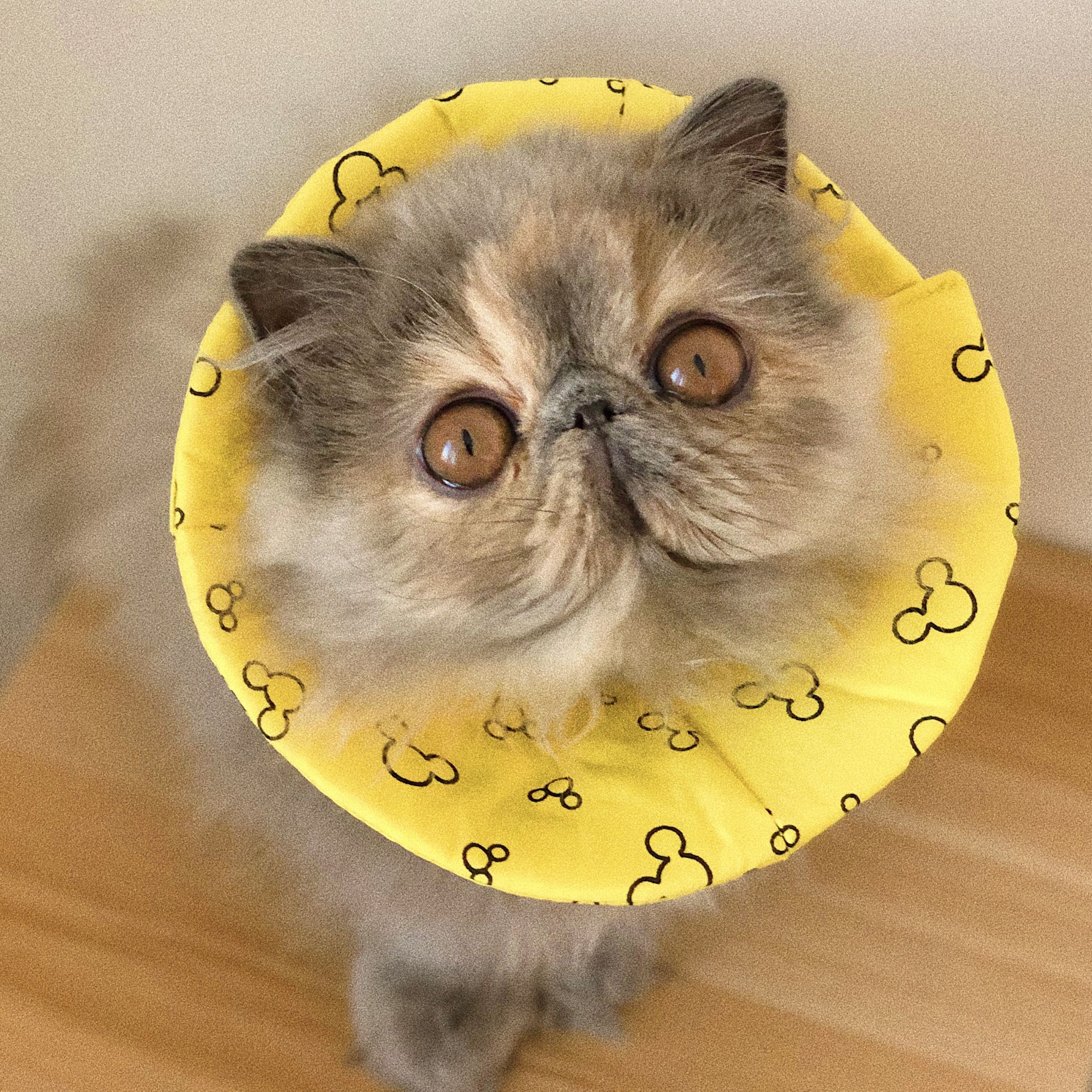 伊丽莎白猫咪项圈防舔圈幼猫专用婴儿初生宠物头罩项圈