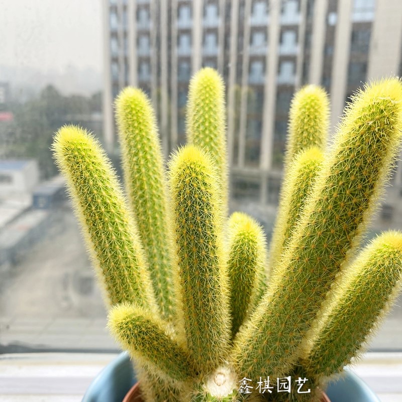 金条黄金条柱会小盆防辐射仙人花的开花猴尾钮黄多肉植物