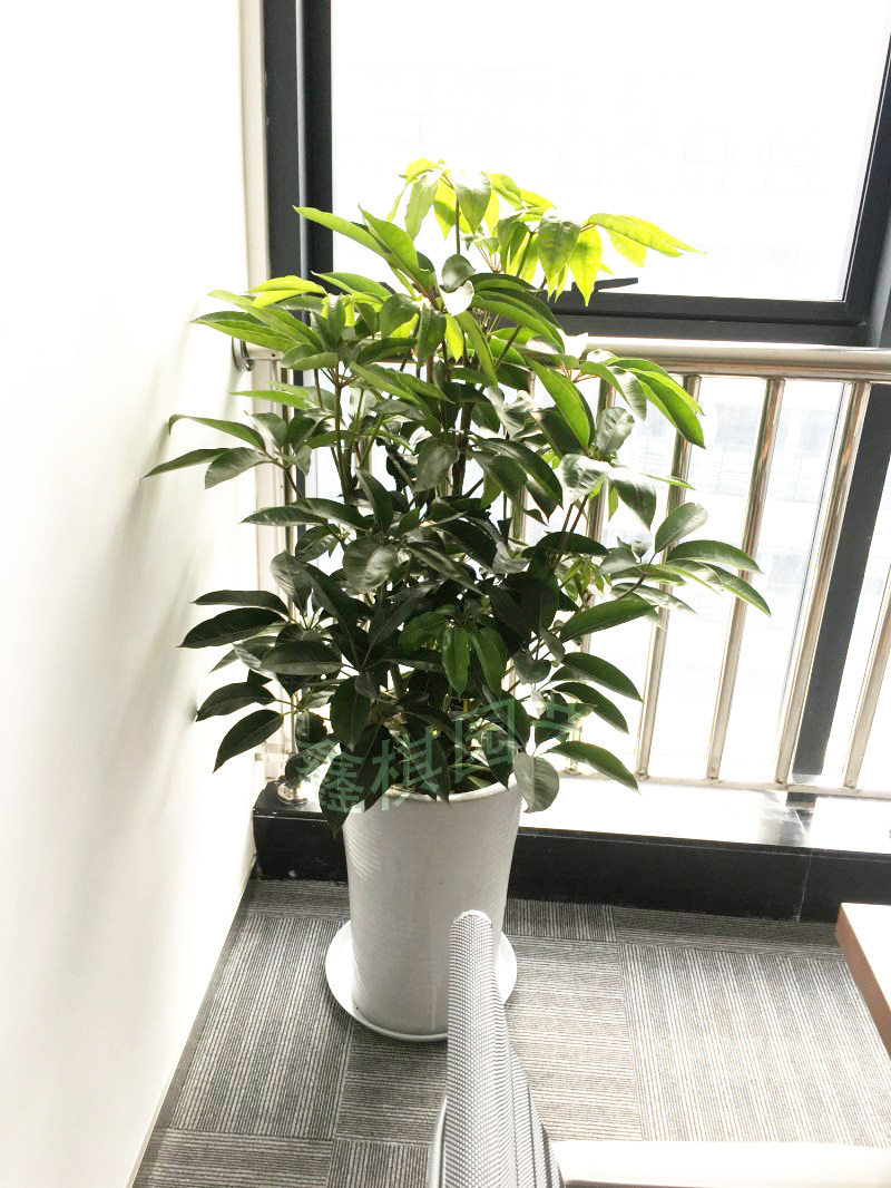大叶伞 摇钱树 大型植物绿植 成都花卉盆栽绿植 - 鑫棋园艺