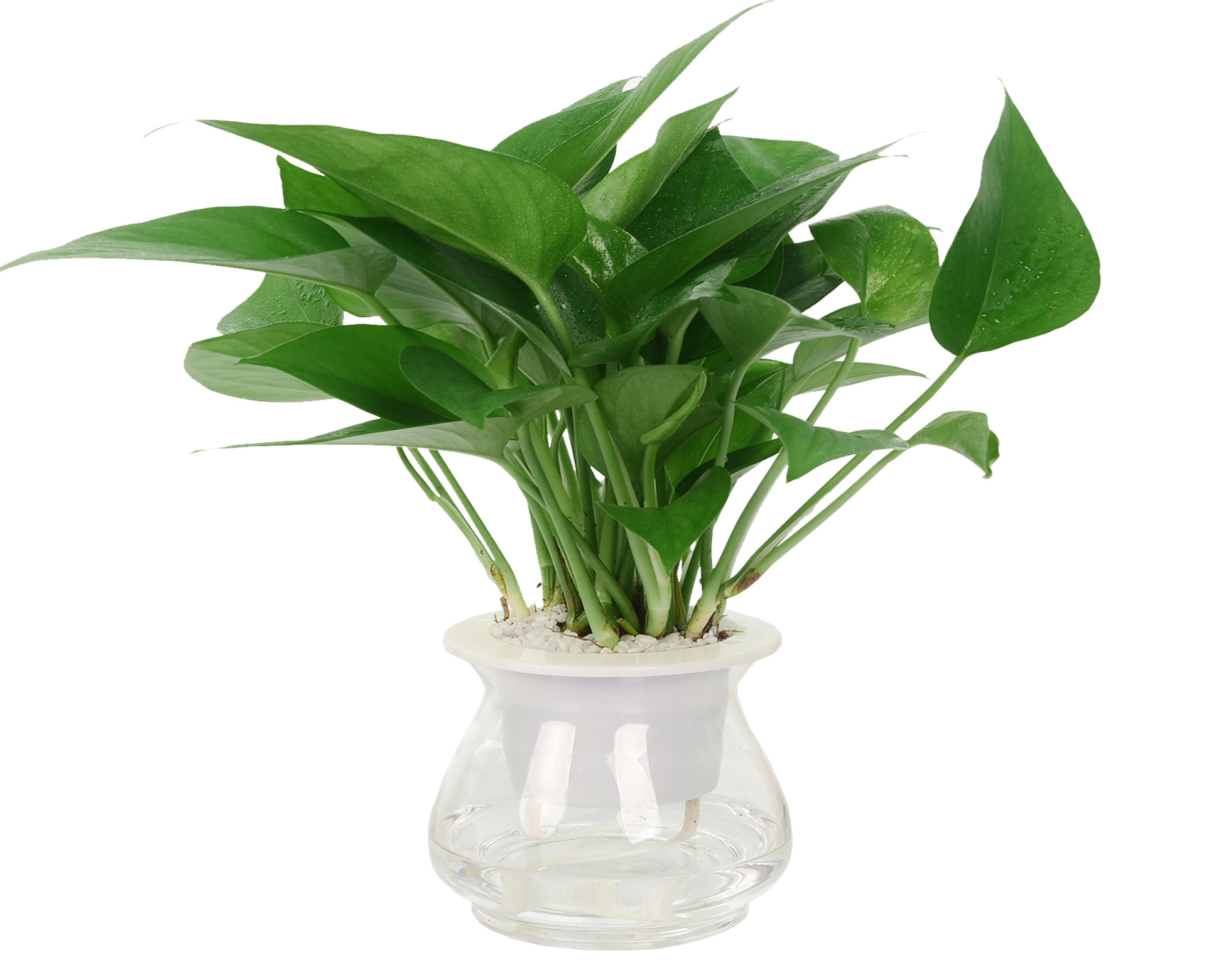 水养绿萝大叶绿罗长藤植物水培吊兰花卉四季水生花草单株绿萝苗