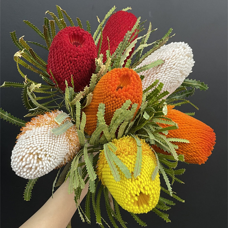 严选精品南非进口花材鲜花速递各色佛塔花鲜切花花材