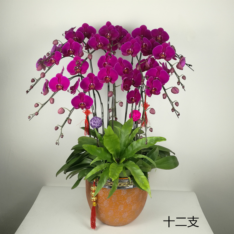 广州年宵花卉蝴蝶兰盆栽开花春节绿植送礼新年佛山专车送货上门