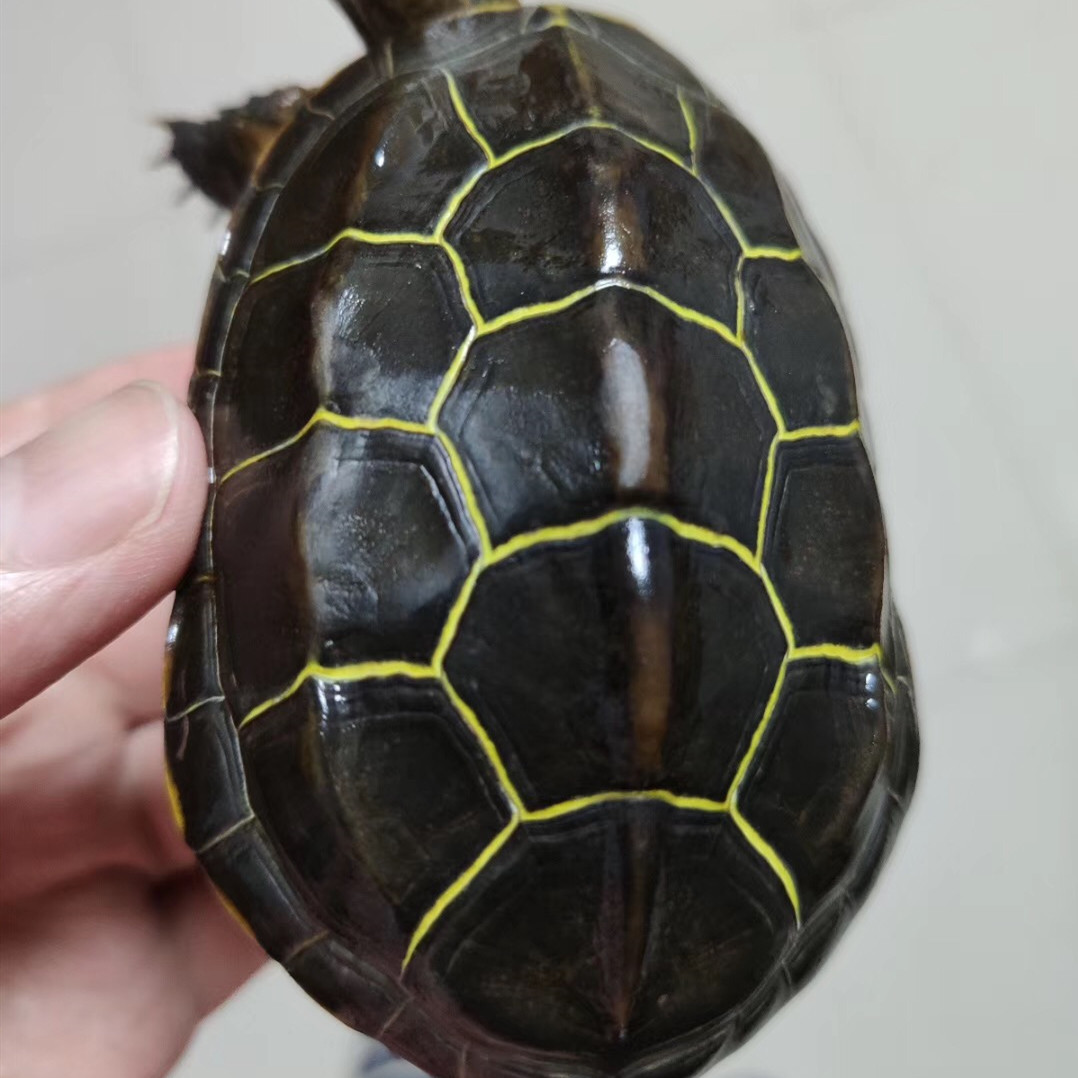 金线正宗纯种苏北龟苗活体中华小乌龟墨龟巴西龟