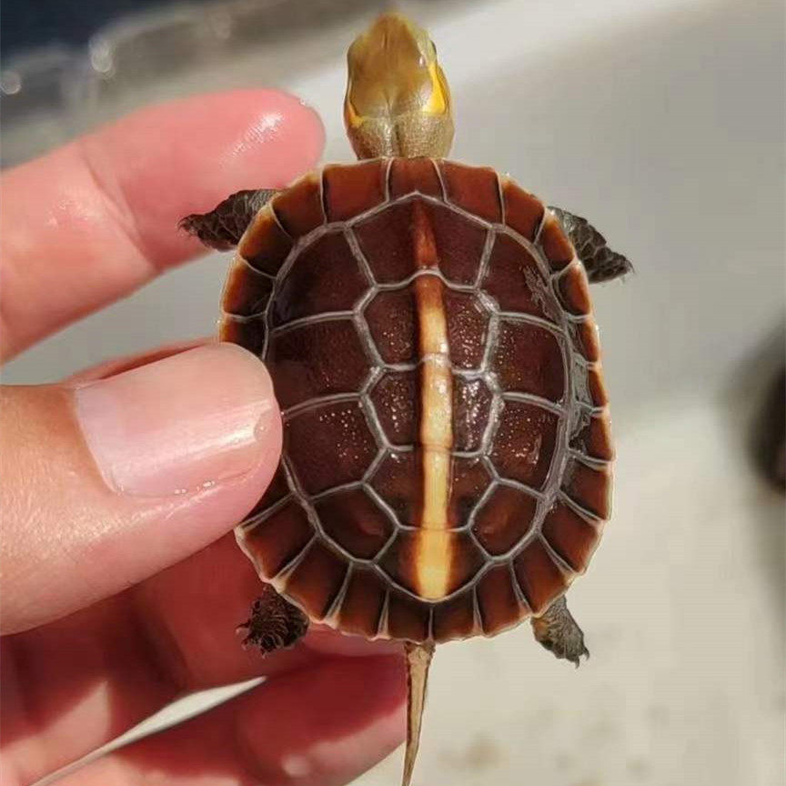 黄缘龟幼龟安缘台缘浙大陆龟苗观赏宠物乌龟活体龟
