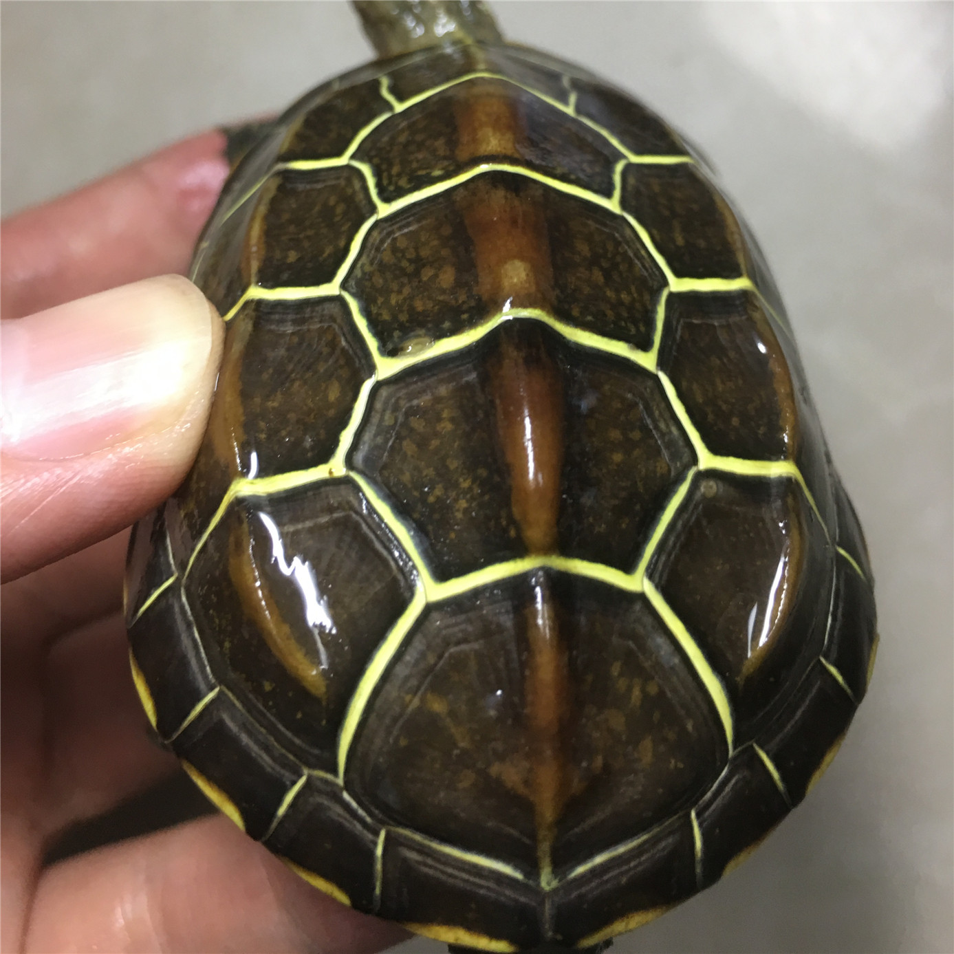 金线正宗纯种苏北龟苗活体中华小乌龟墨龟巴西龟