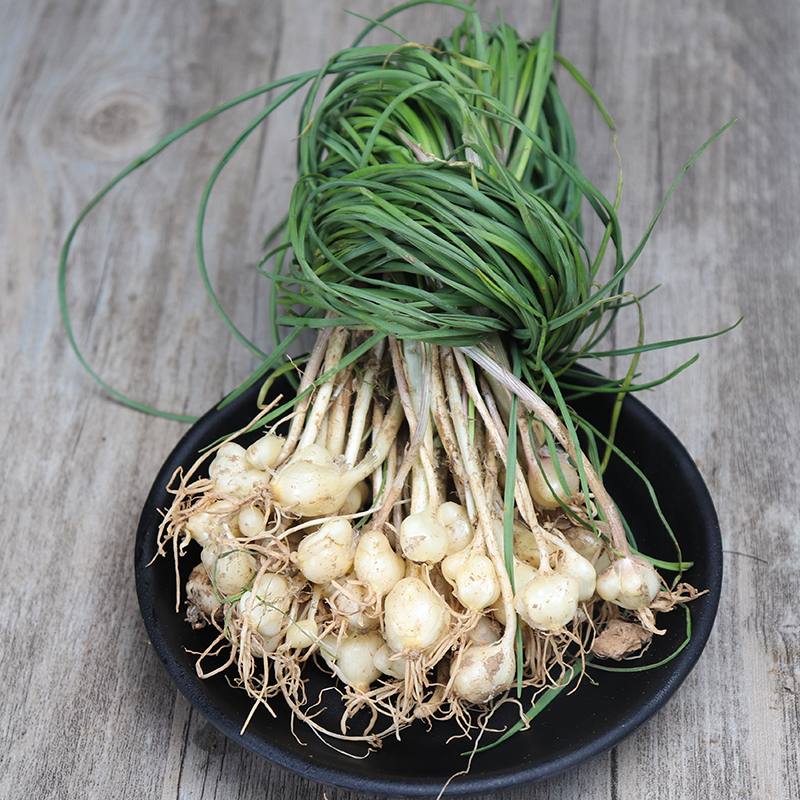 深山现挖新鲜野葱2斤包邮 小根蒜胡葱野生葱白香葱野菜贵州苦藠头