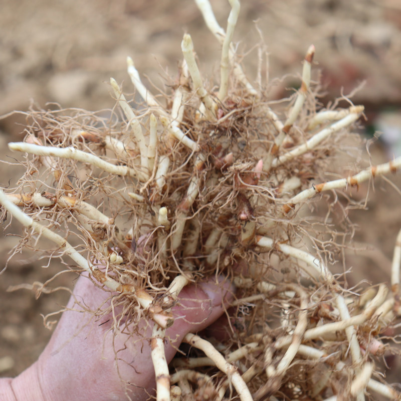 耳根种子1斤包邮贵州野生苗心四季四川现挖鱼腥草