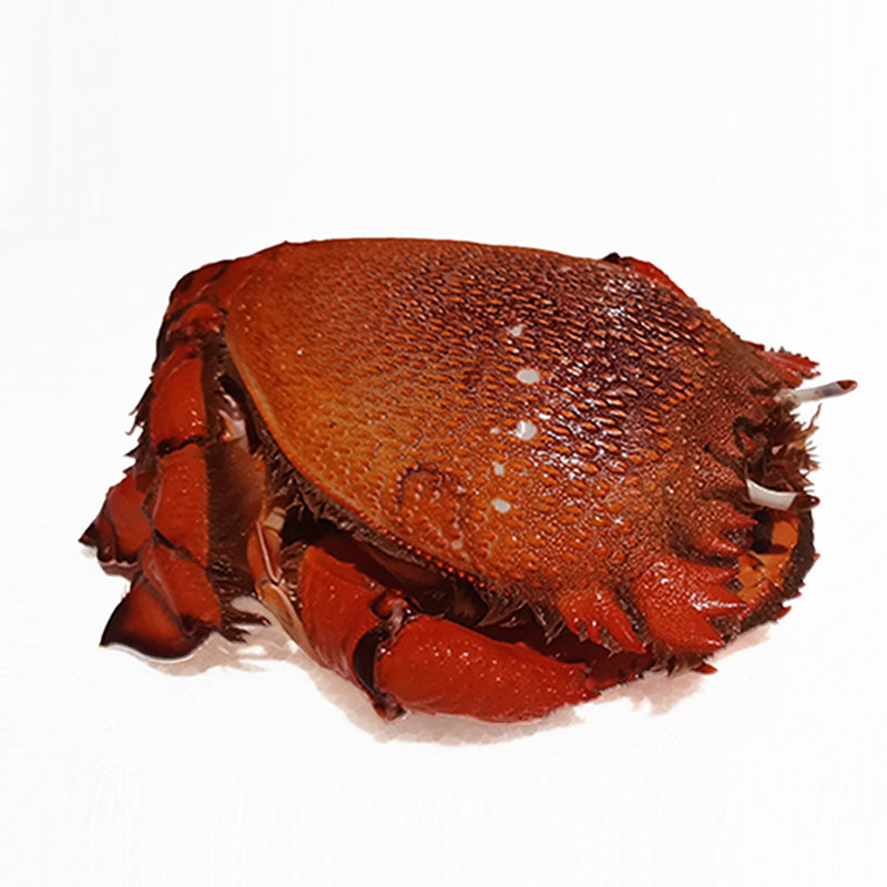 台湾海峡老虎贵妃野生鲜活新鲜蛙蟹旭蟹特大海蟹其它