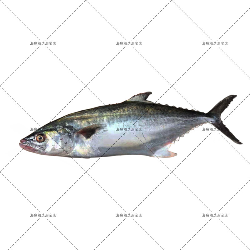 马鲛鱼蓝点新鲜野生整条鲜活大马优质东山岛海鲜马鲛鱼