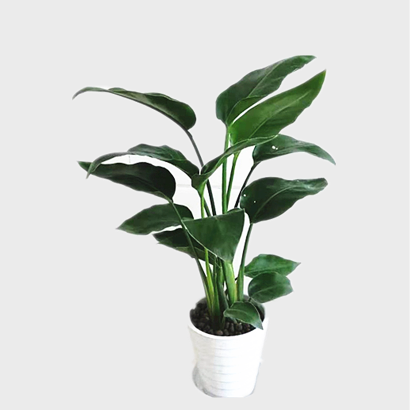 室内盆栽天堂鸟鹤望兰中大型绿叶植物进化空气办公室绿植