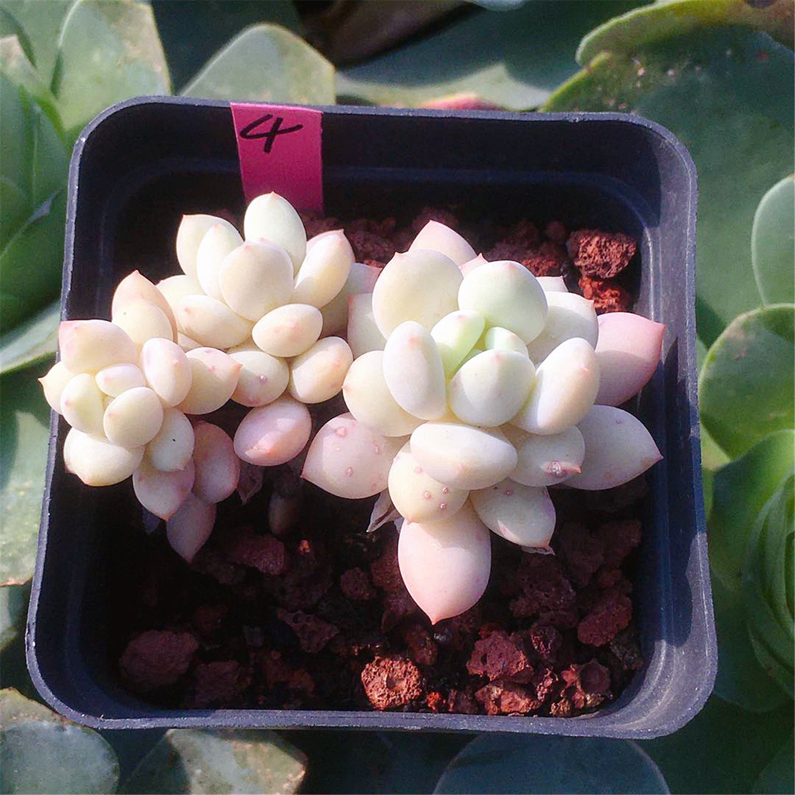 白马多肉植物正版韩国进口一物一拍68包邮多肉植物
