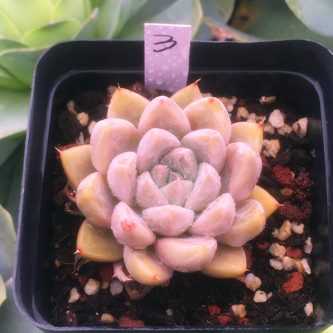 【星云】星谷 暗纹 多肉植物 一物一拍 满68包邮