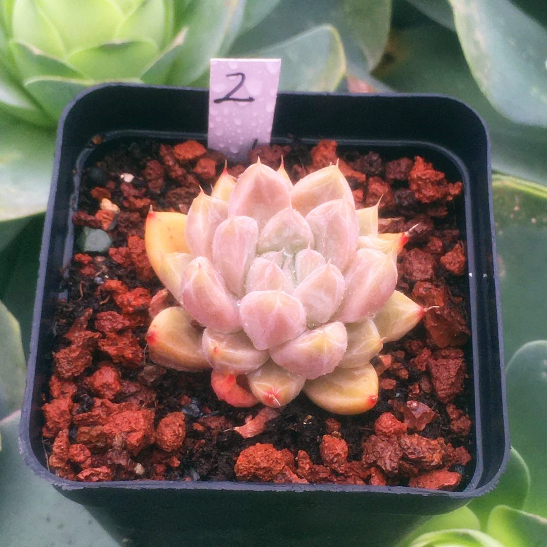 【星云】星谷 暗纹 多肉植物 一物一拍 满68包邮