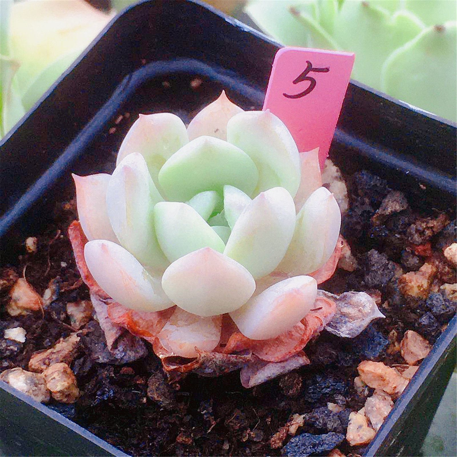 爱神雪莲杂交sp新品多肉植物一物一拍韩国多肉植物