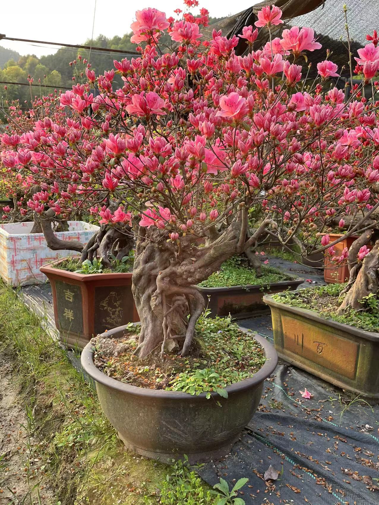 精品杜鹃花小老桩树桩盆景映山红熟桩室内防辐射阳台时令草本花卉