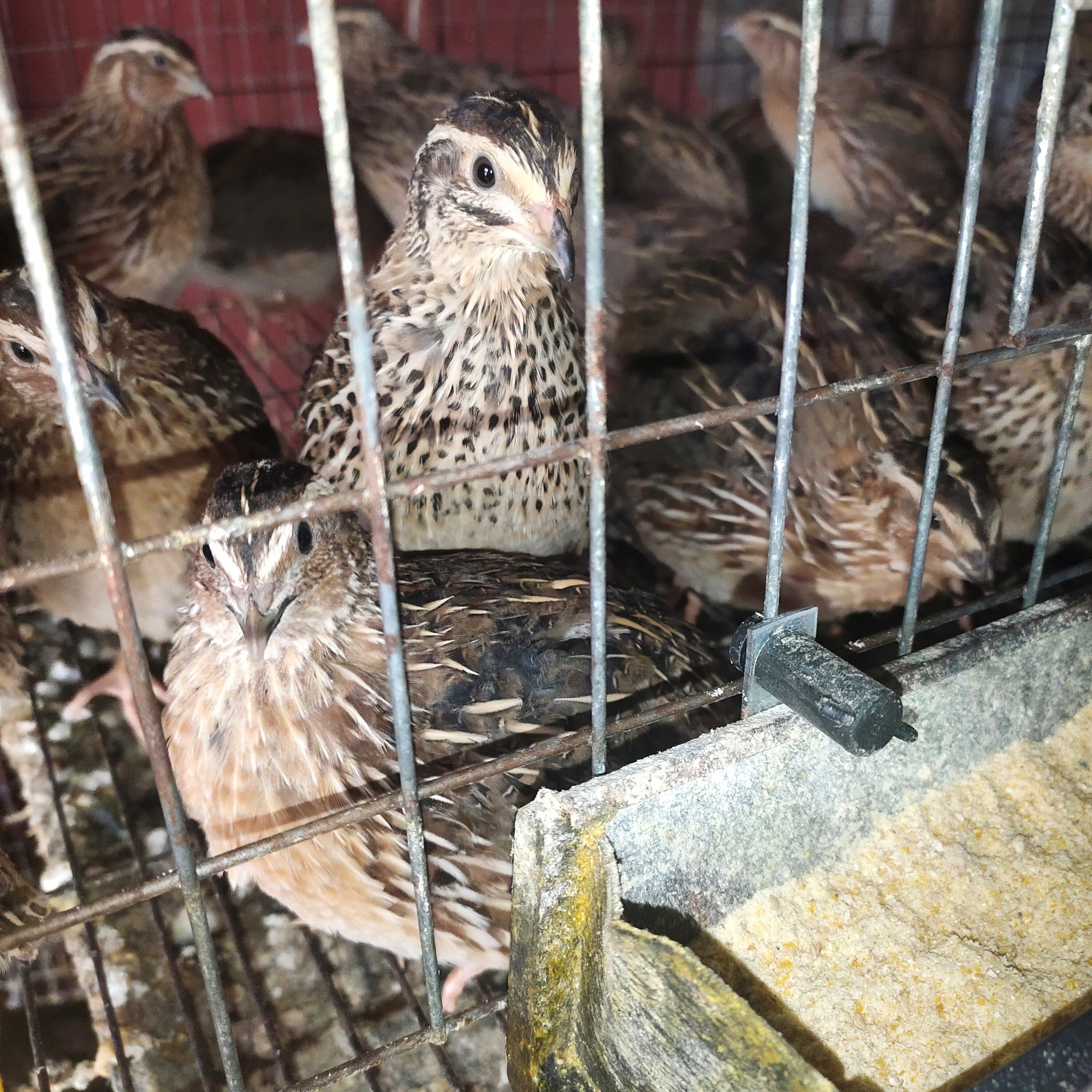 孵化鹌鹑种蛋受精蛋白莎维麦脱法巨非洲巨型鸟