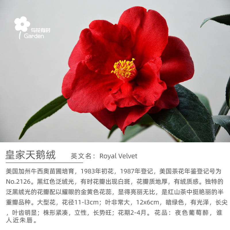 皇家天鹅绒黑红半重大型山茶花盆栽树苗花卉