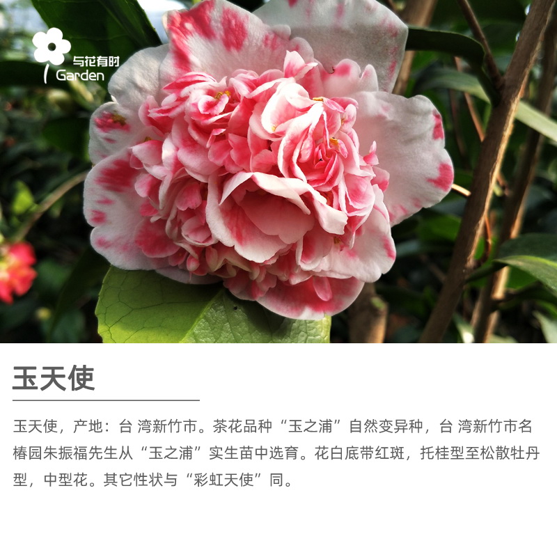 天使名贵稀有山茶花盆栽小苗四季绿植园艺玉之彩虹花卉