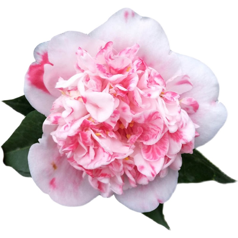 天使名贵稀有山茶花盆栽小苗四季绿植园艺玉之彩虹花卉