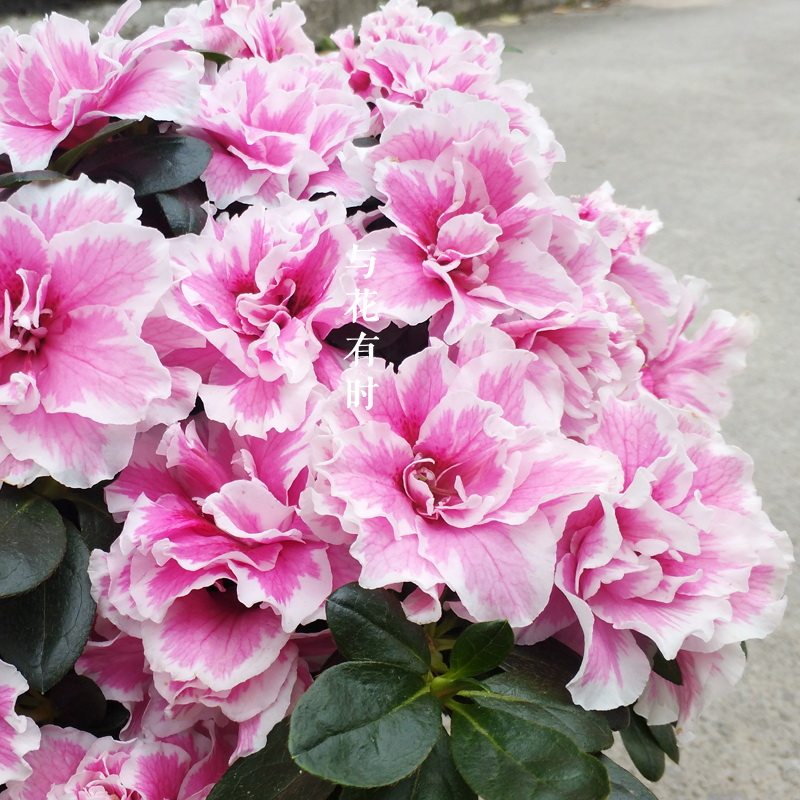 双季白边桃雪比利时西洋杜鹃带花苞盆栽花卉办公绿植与花有时阿布