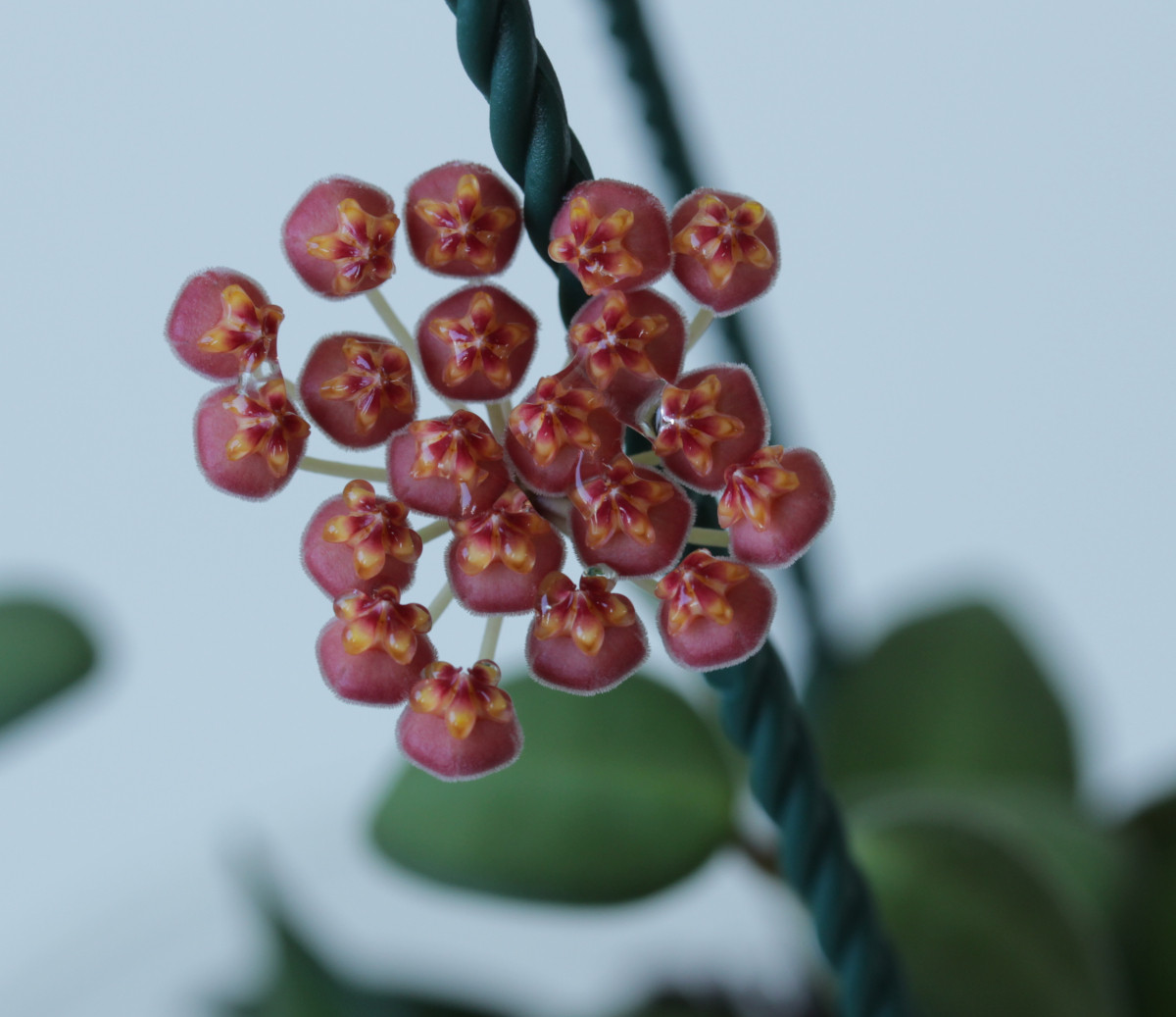 波顿球兰垂吊花卉hoyaburtoniae时令草本花卉