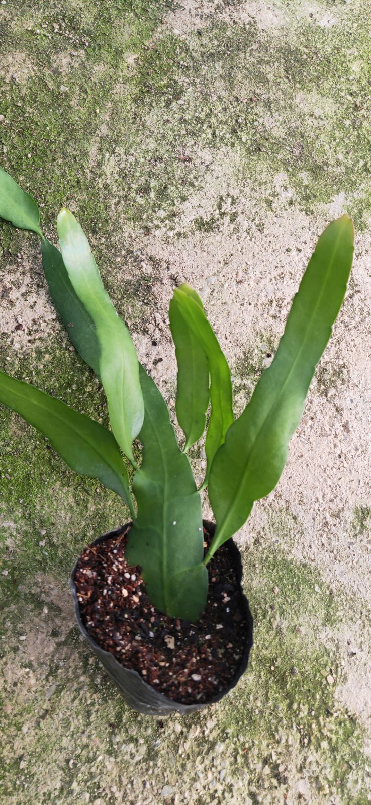 印尼小叶昙花,姬月下美人,月姬小苗epiphyllum pumilum britton