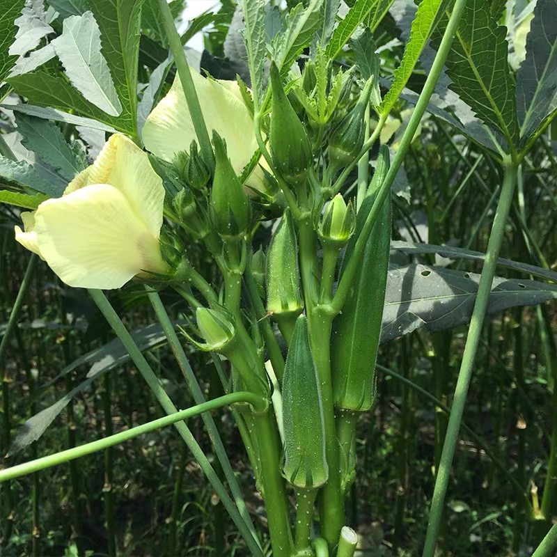 【净重5斤包邮】秋葵新鲜嫩水果黄秋葵即食农家羊角豆现摘现发