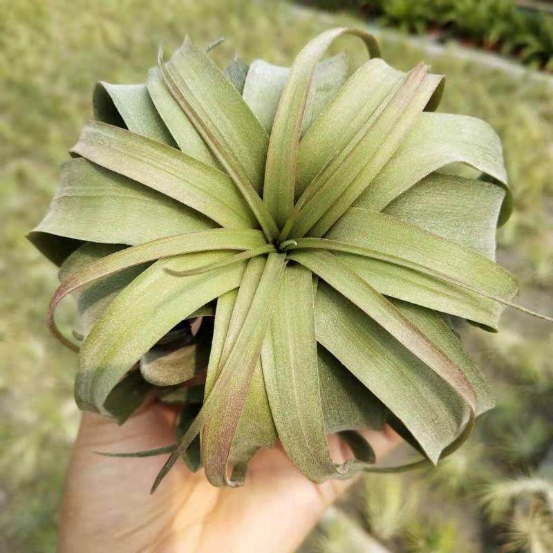 空气凤梨 艾瑞克tillandsia eric knobloch无土懒人植物 包邮