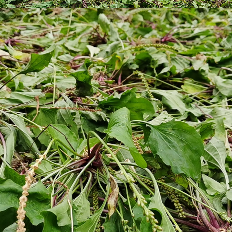 太阳晒制野生车前草精选新货干品无硫500g包邮其他药食同源食品