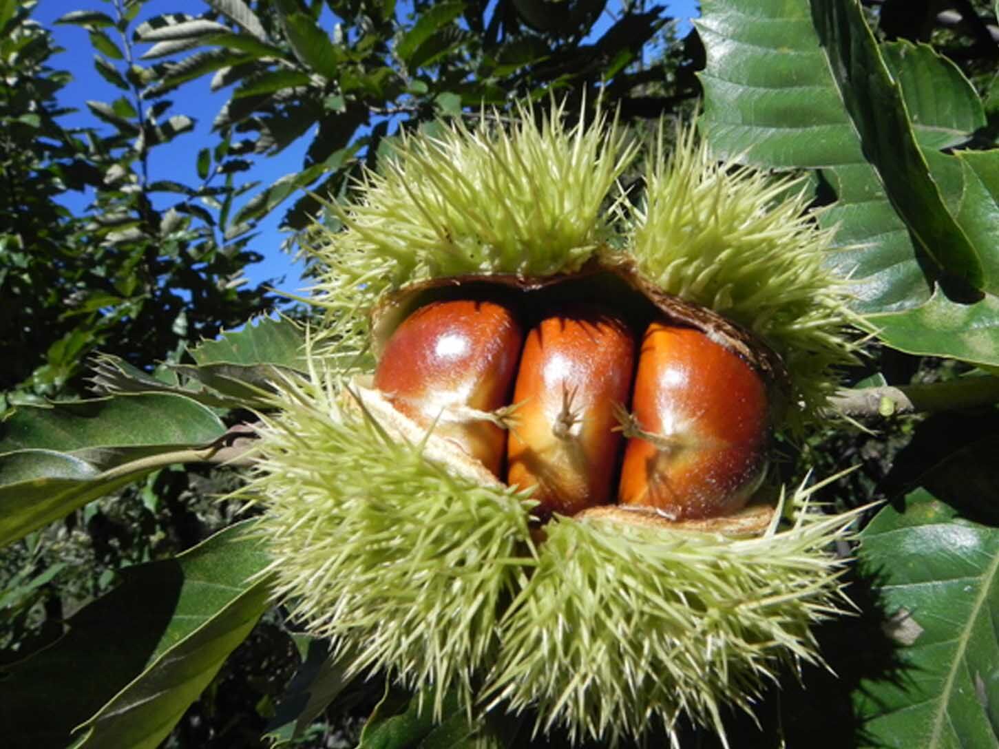 油栗莒南贵子5斤栗宝宝宝板栗仁甘栗仁真空即食板栗