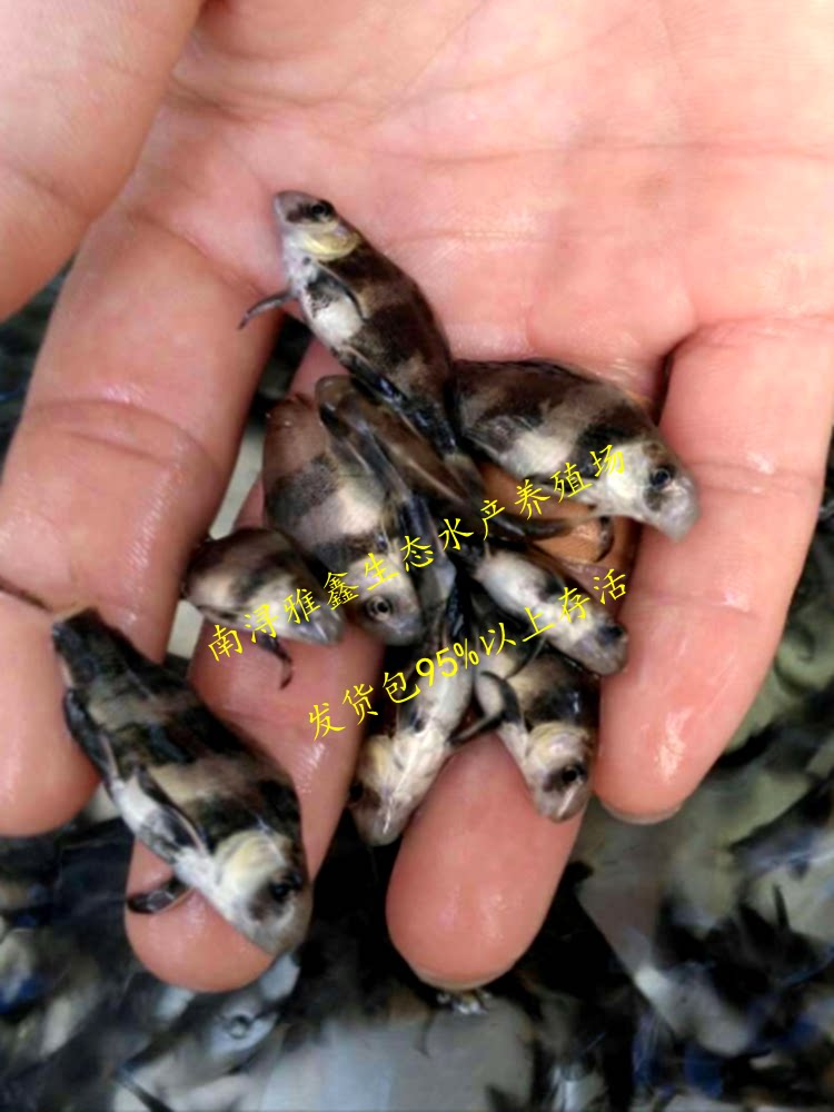 胭脂鱼苗中华胭脂鱼苗一帆风顺亚洲美人鱼苗观赏鱼淡水活体冷水鱼