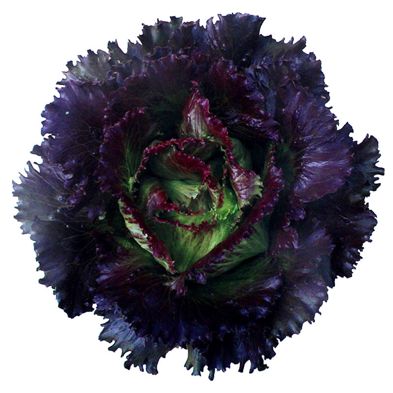 紫色结球生菜种子蔬菜孑籽种春季四季种籽阳台盆栽菜籽菜种圆秋冬