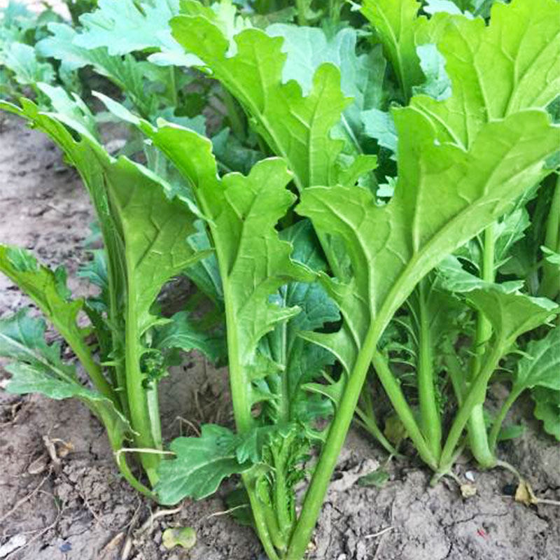 菜种芥菜春秋饺子叶饺子秋香小青青菜蔬菜四季家庭园艺种子