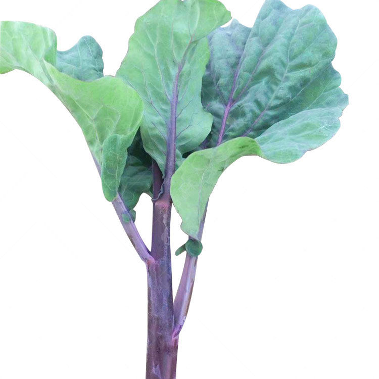 紫芥兰菜芥蓝种籽菜心菜紫红种孑四季播秋季大蔬菜菜种广东菜籽