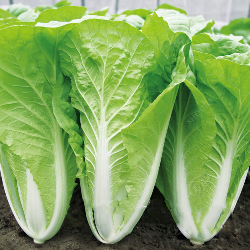 菜籽快菜种子种籽四季小白菜蔬菜青菜耐热籽种家庭园艺种子