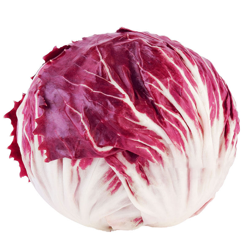 结球红菊菊苣种子家庭阳台盆栽种籽四季食用家庭园艺种子