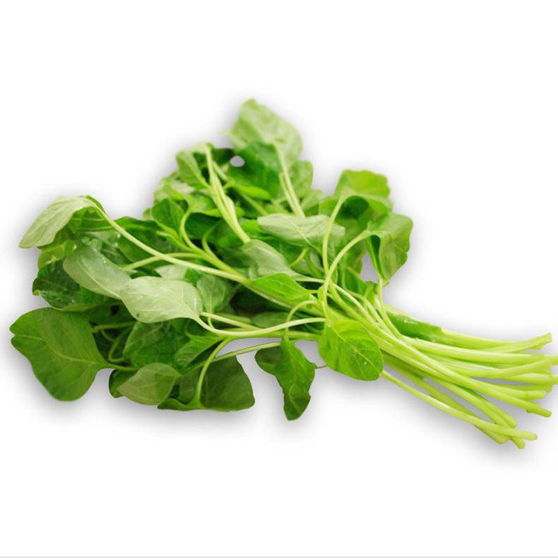 圆叶蔬菜青菜小青绿色菜籽种籽农家淡黄四季家庭园艺种子