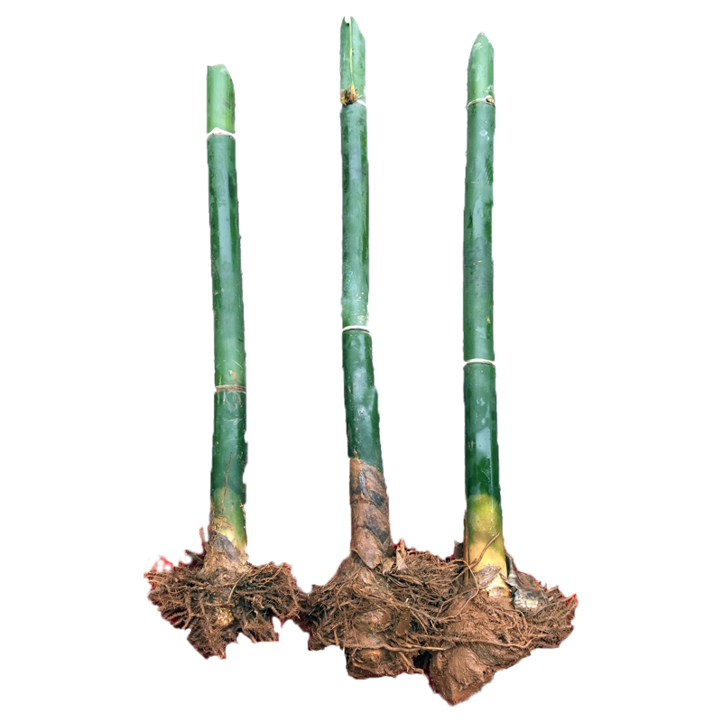 竹笋种植马蹄笋苗苗种食用绿竹笋竹苗邮1棵竹笋