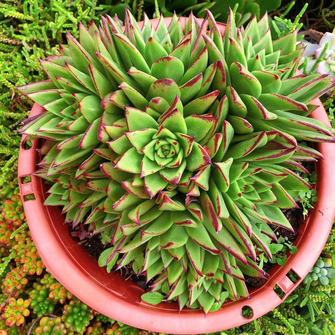 昆明萌多肉 口红 群生 盆径26cm防辐射肉肉植物盆栽 一物一拍