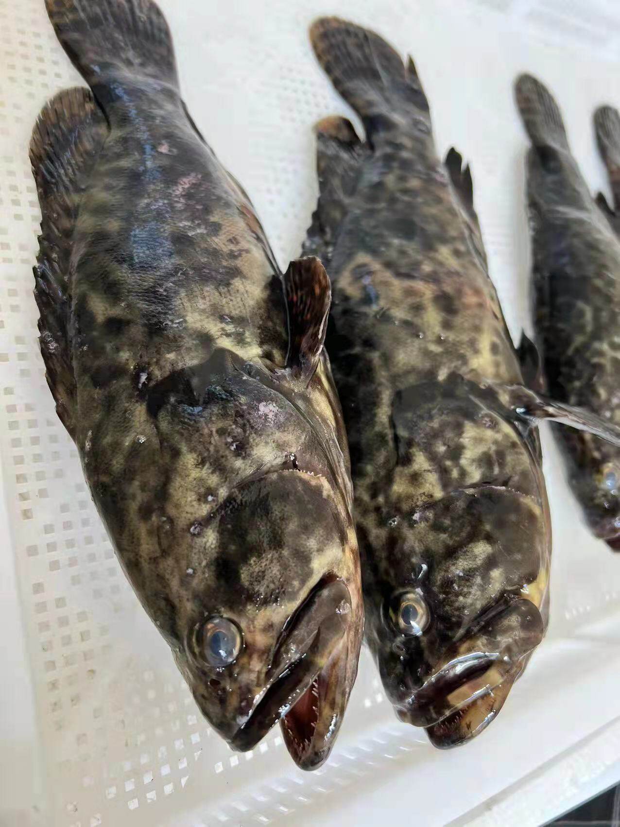 石斑鱼鲜活珍珠斑龙龙胆老虎海鲜水产新鲜深海斑鱼